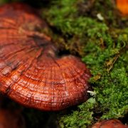 Fungo Ganoderma Lucidum: Cos'è, Benefici, Proprietà, Controindicazioni