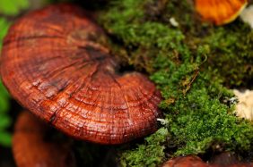 Fungo Ganoderma Lucidum: Cos'è, Benefici, Proprietà, Controindicazioni